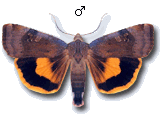 Noctua janthe