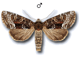 Oligia versicolor