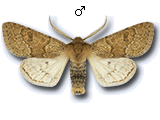 Orthosia (Monima) miniosa