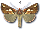 Plusia putnami