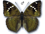 MU