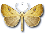 Rivulinae