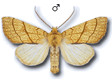 Tiliacea citrago