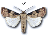 Agrotis (Agrotis) puta