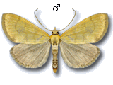 MU