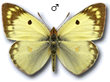 Coliadinae
