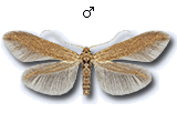 Coleophora serratella
