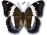 MU