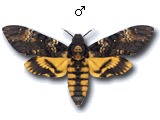 MU