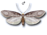 Agnoea (Agnoea) flavifrontella
