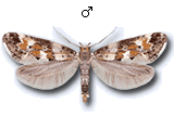 Epermeniinae