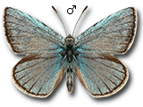 MU