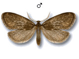 Psyche casta