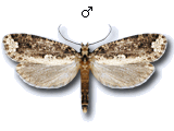 Scardiinae