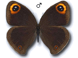 MU