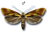 Harpella forficella