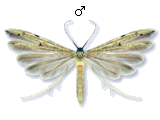 Adaina microdactyla