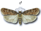 Depressaria (Depressaria) olerella