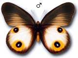 MU