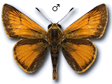 MU