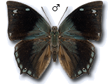 MU