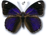 MU