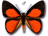 MU