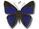 MU
