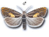 Dichrorampha alpinana