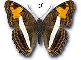 MU
