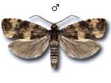 Lobesia (Lobesia) abscisana