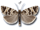 Phiaris obsoletana