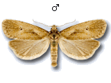 Phtheochroa inopiana
