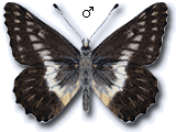 MU