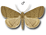 Herminiinae