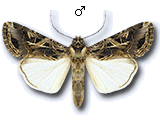 Spodoptera littoralis