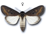 Brithys crini