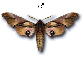MU