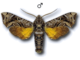 MU
