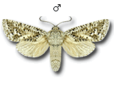MU