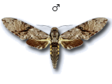 MU