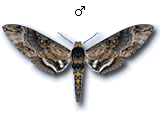 MU