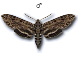 MU