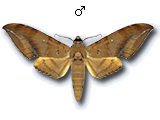 MU