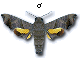 MU