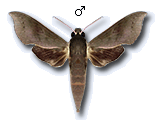 MU