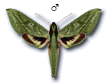 MU