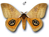MU