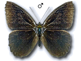 MU