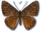 MU